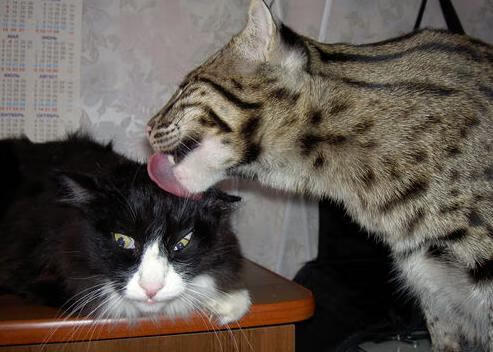 意甲球队基于心率变异性调整训练负荷管理，心率变异度被心理学家们称为身体意志力的储备